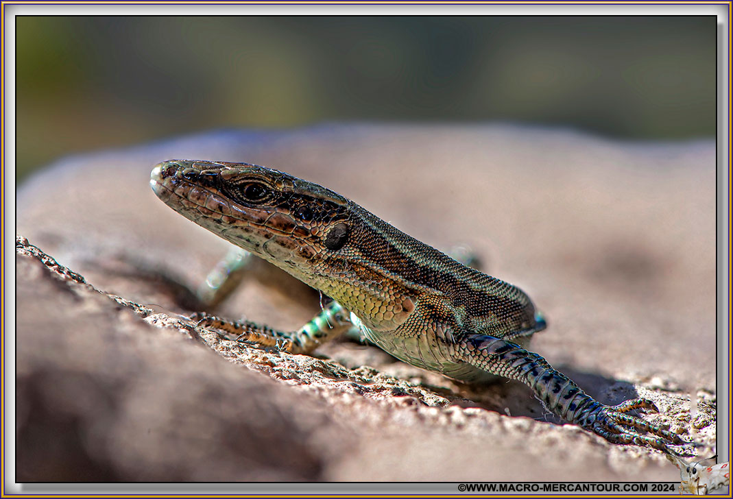 Lézard des murailles